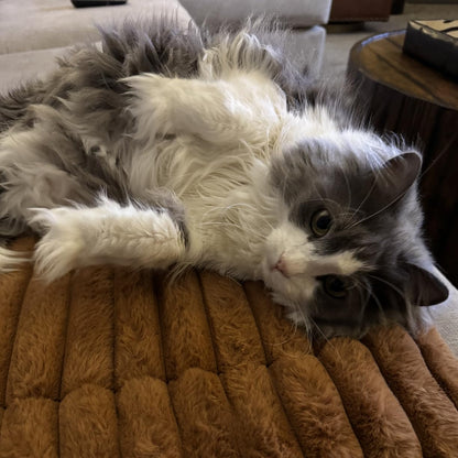 Self Warming Cat Bed